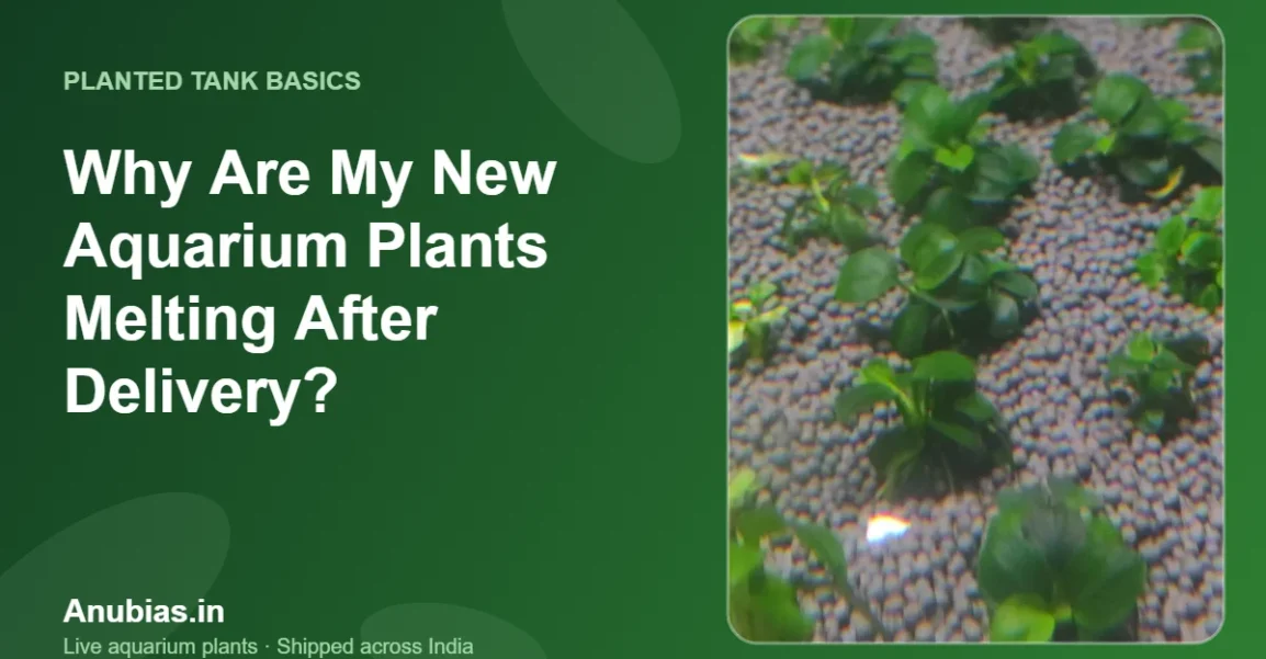 New aquarium plants melting after delivery – Anubias.in