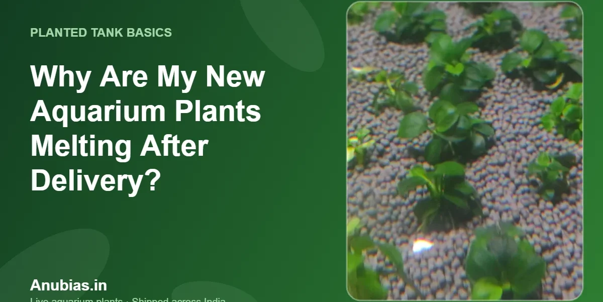 New aquarium plants melting after delivery – Anubias.in