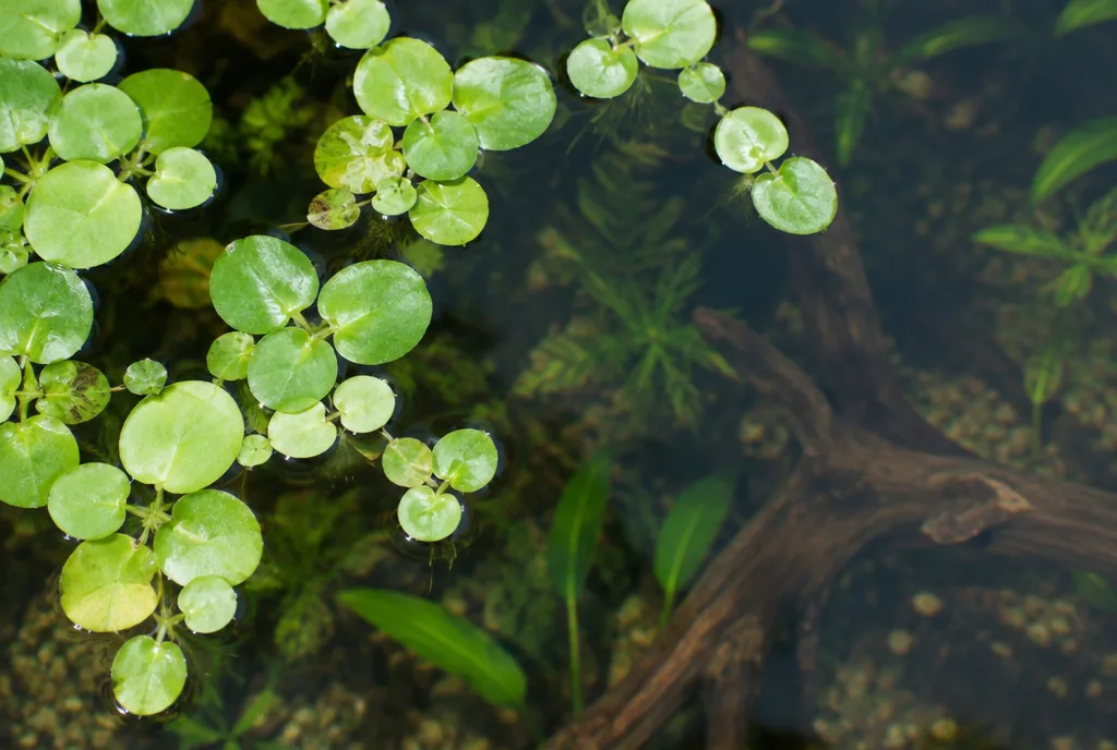 Amazon frogbit covering part of the water surface and leaving open water for light