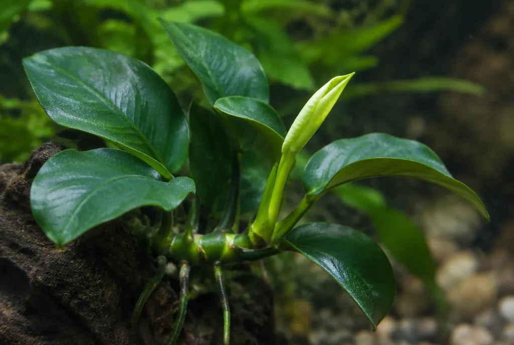 A new leaf unfurling on an Anubias Nana