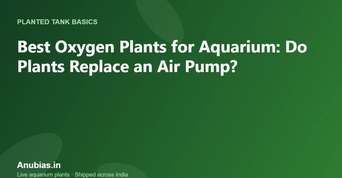 Best Oxygen Plants for Aquarium: Do Plants Replace an Air Pump? – Anubias.in