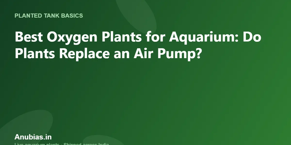 Best Oxygen Plants for Aquarium: Do Plants Replace an Air Pump? – Anubias.in