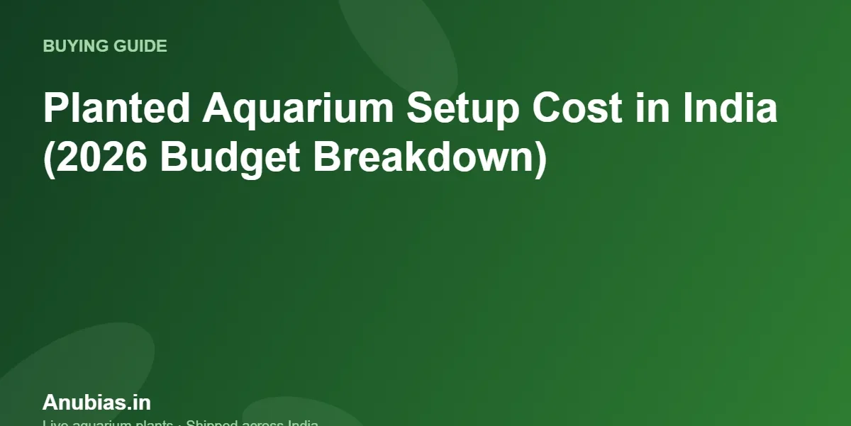 Planted aquarium setup cost in India 2026 – Anubias.in