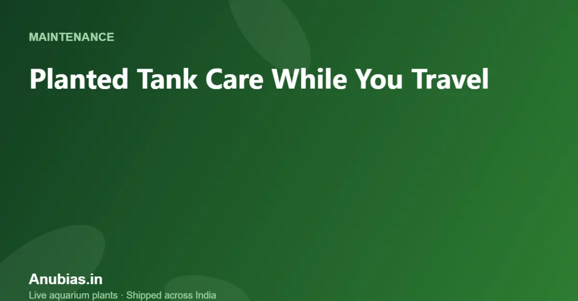 Planted Tank Care While You Travel: 1–2 Week Guide – Anubias.in