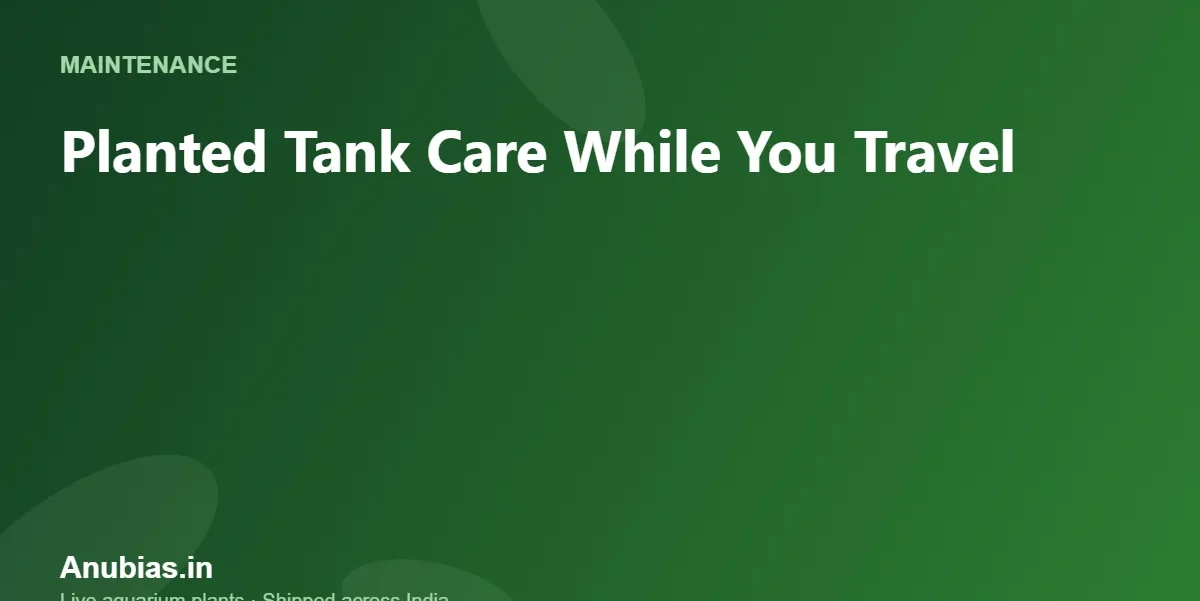 Planted Tank Care While You Travel: 1–2 Week Guide – Anubias.in