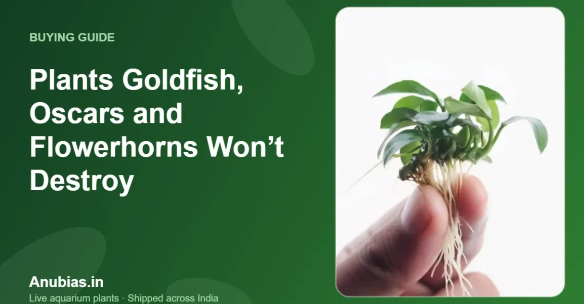 Plants Goldfish, Oscars and Flowerhorns Won’t Destroy – Anubias.in