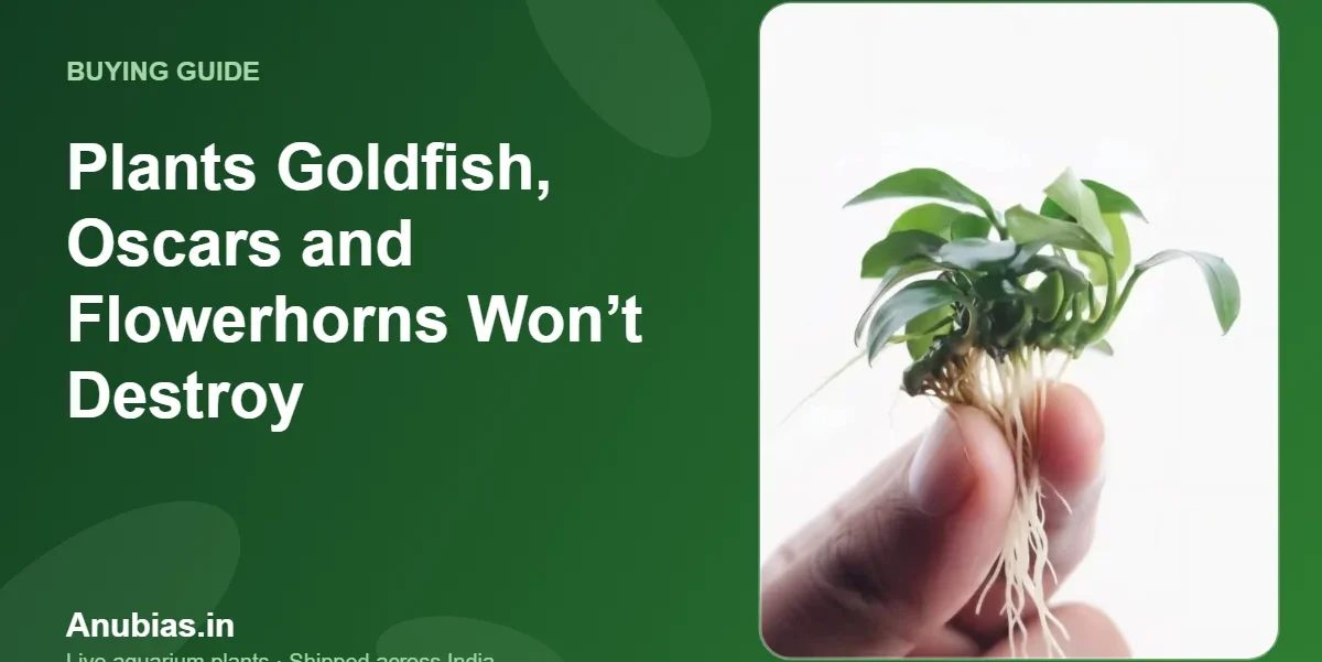 Plants Goldfish, Oscars and Flowerhorns Won’t Destroy – Anubias.in