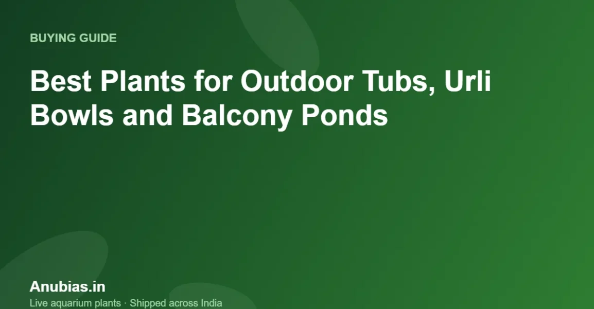 Best plants for outdoor tubs, urli bowls and balcony ponds in India – Anubias.in