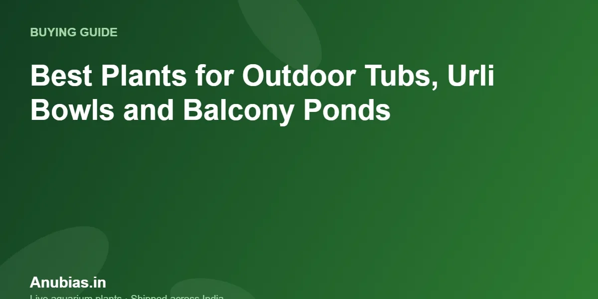 Best plants for outdoor tubs, urli bowls and balcony ponds in India – Anubias.in