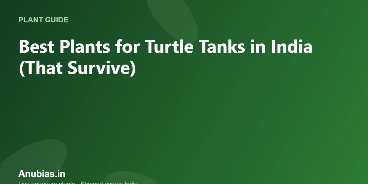 Best Plants for Turtle Tanks in India (That Survive) – Anubias.in
