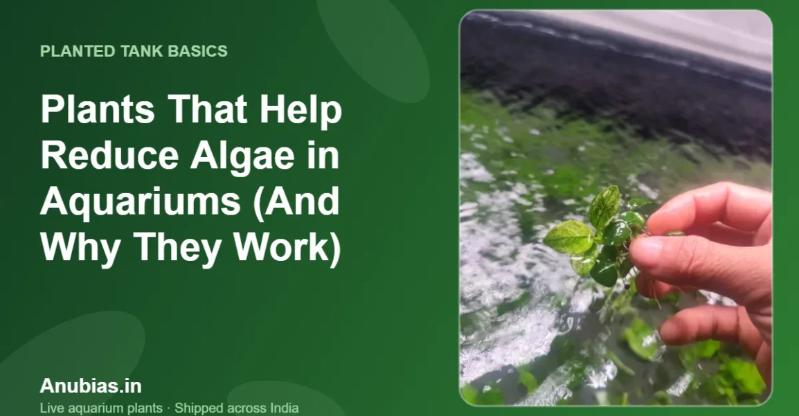 Plants That Help Reduce Algae in Aquariums (And Why They Work) – Anubias.in