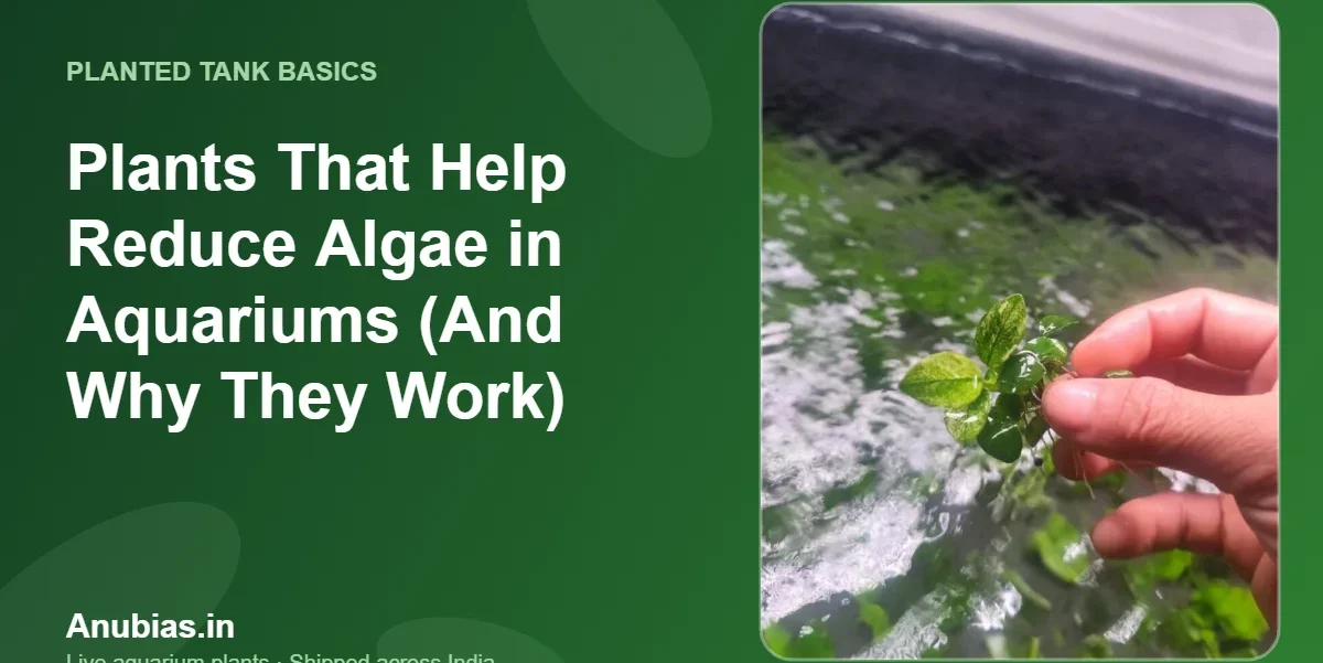 Plants That Help Reduce Algae in Aquariums (And Why They Work) – Anubias.in