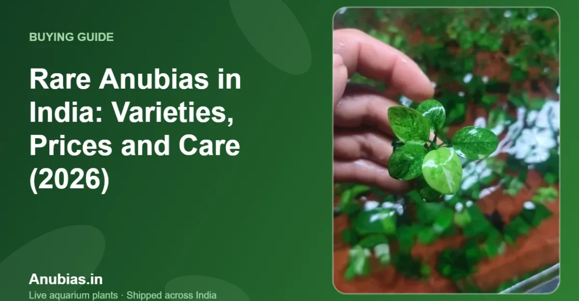 Rare Anubias in India: Varieties, Prices and Care (2026) – Anubias.in