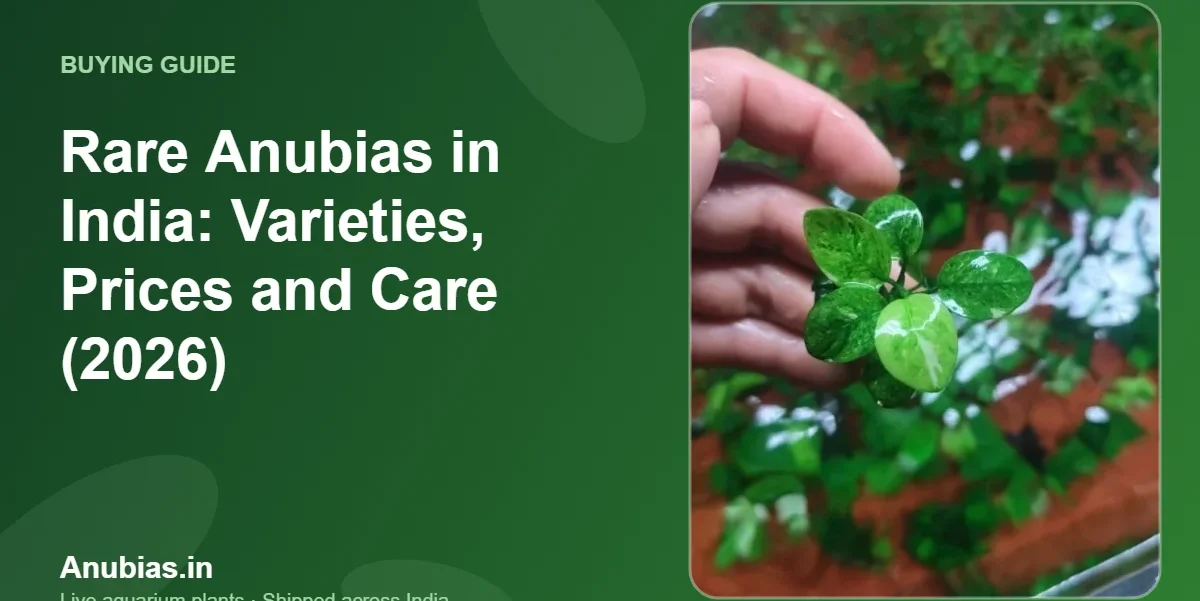 Rare Anubias in India: Varieties, Prices and Care (2026) – Anubias.in