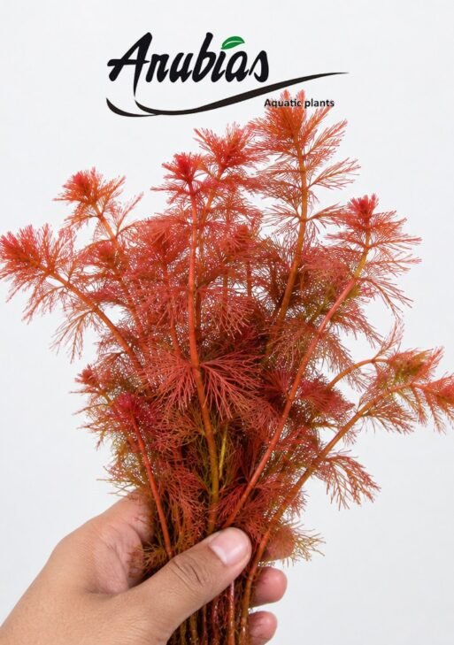 Myriophyllum Tuberculatum (Red Myrio)