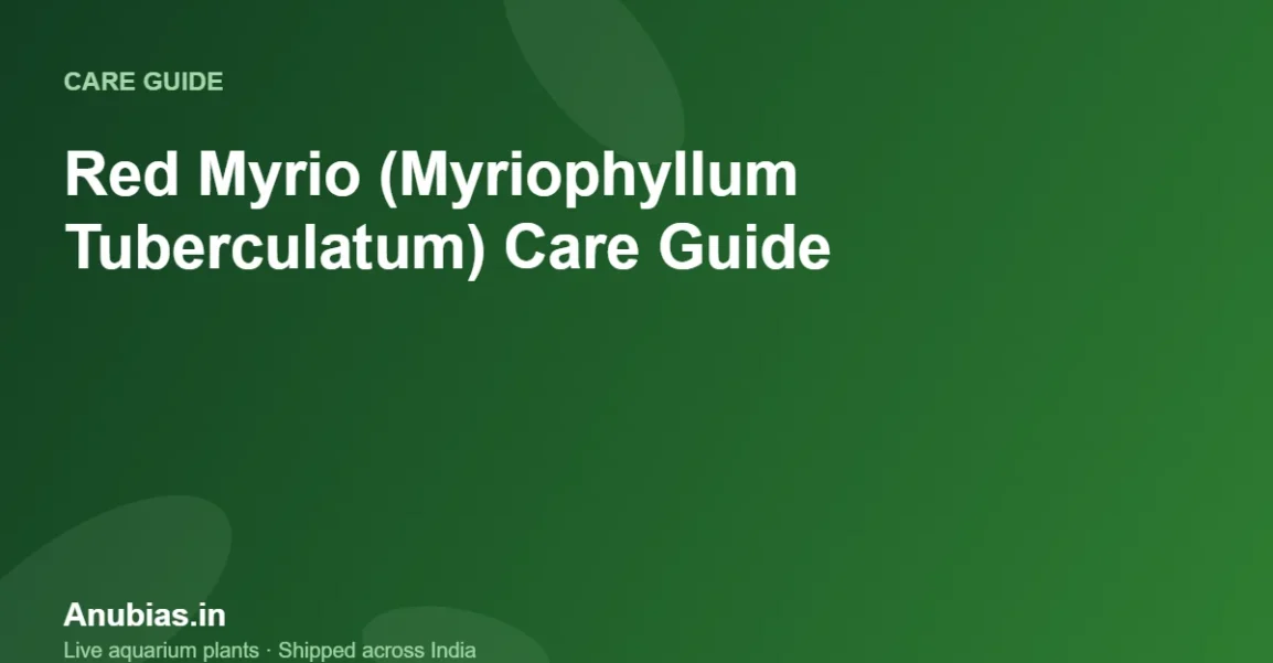 Red Myrio (Myriophyllum Tuberculatum) Care Guide – Anubias.in