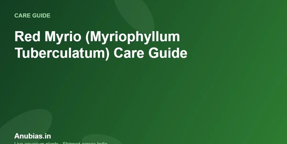 Red Myrio (Myriophyllum Tuberculatum) Care Guide – Anubias.in