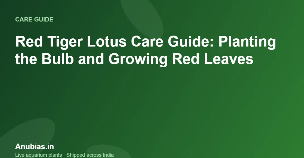Red Tiger Lotus Care Guide: Planting the Bulb and Growing Red Leaves – Anubias.in