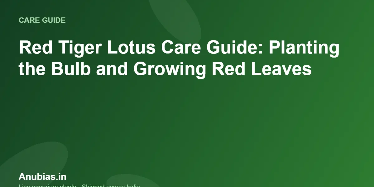 Red Tiger Lotus Care Guide: Planting the Bulb and Growing Red Leaves – Anubias.in