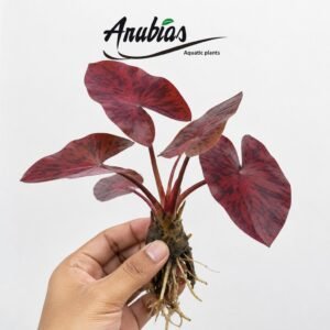 Red Tiger Lotus / Red Water Lily (Nymphaea rubra)