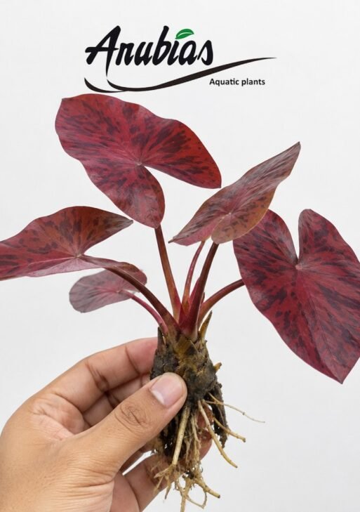 Red Tiger Lotus / Red Water Lily (Nymphaea rubra)