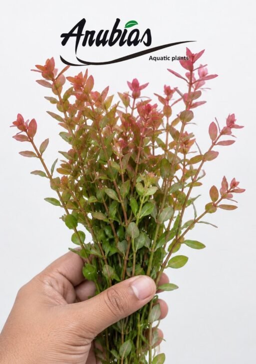 Rotala Rotundifolia