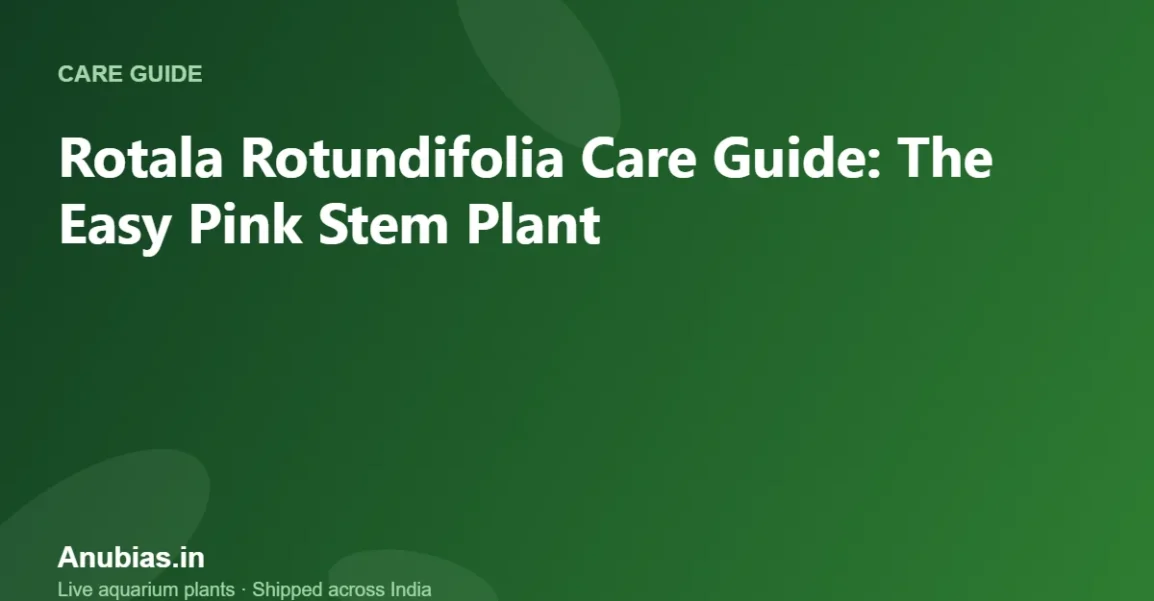 Rotala Rotundifolia Care Guide: The Easy Pink Stem Plant – Anubias.in