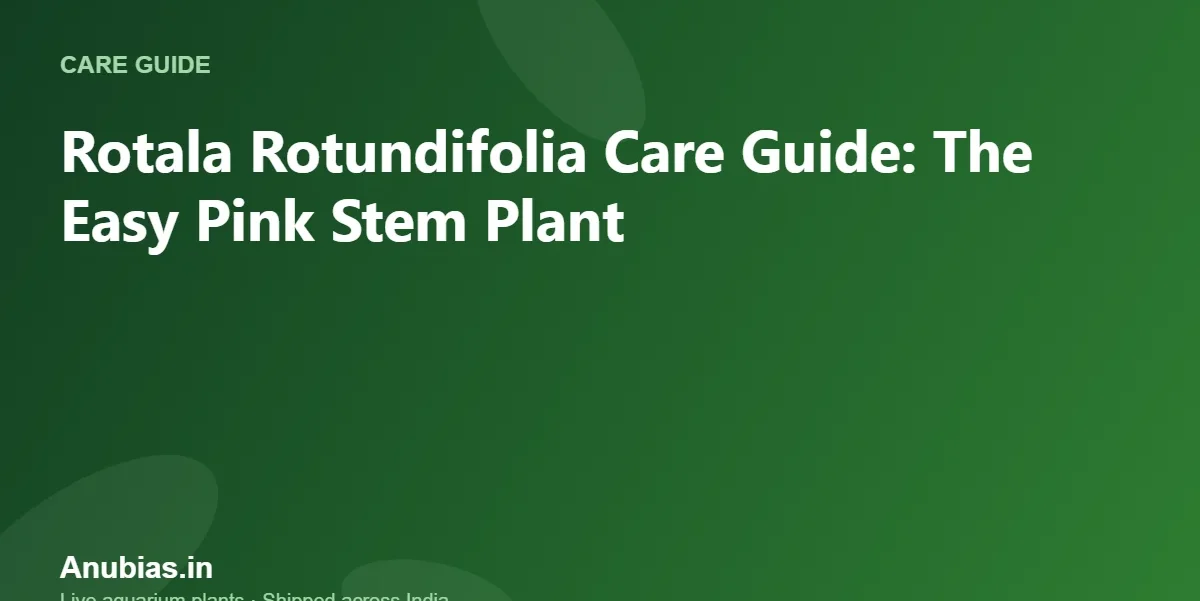 Rotala Rotundifolia Care Guide: The Easy Pink Stem Plant – Anubias.in
