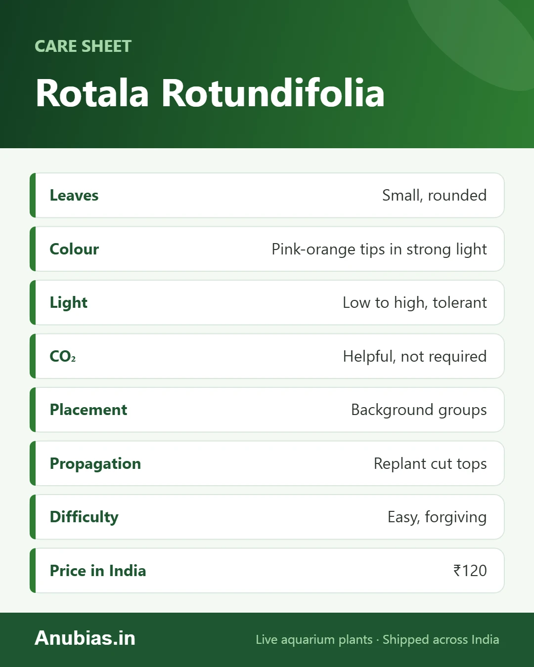 Rotala rotundifolia care sheet: leaves, colour, light, CO2, placement, propagation, difficulty and price