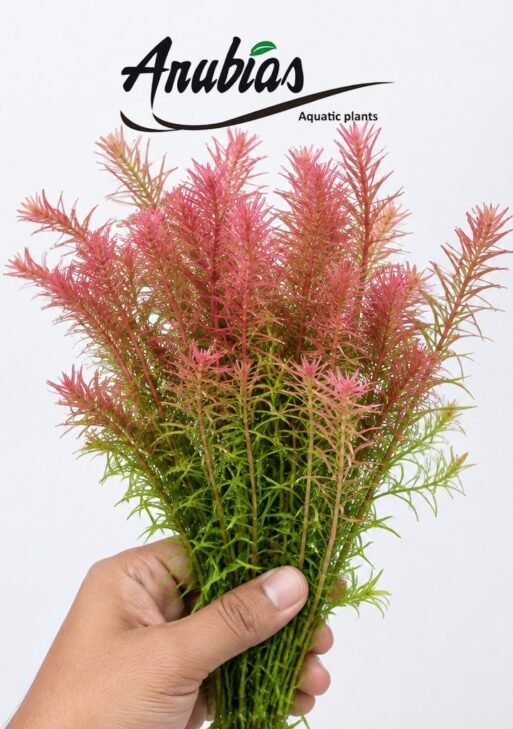 Rotala Wallichii