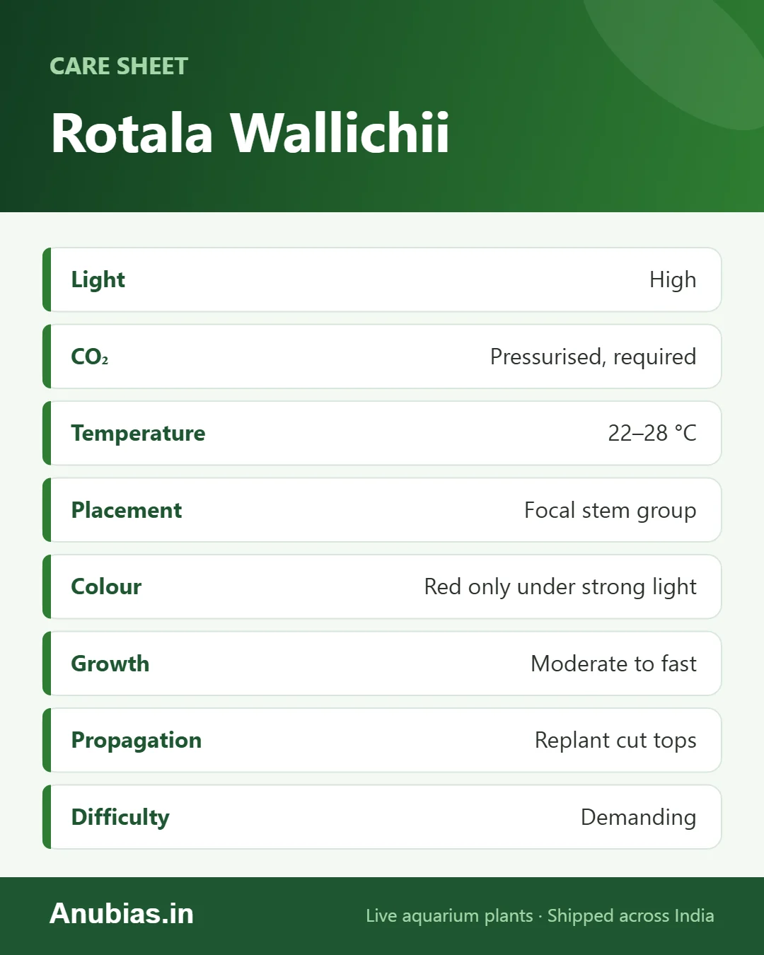 Rotala Wallichii care sheet: Light, CO₂, pH, Water and more