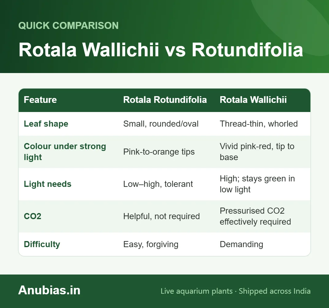 Rotala Wallichii vs Rotundifolia chart: Rotala Rotundifolia, Rotala Wallichii compared