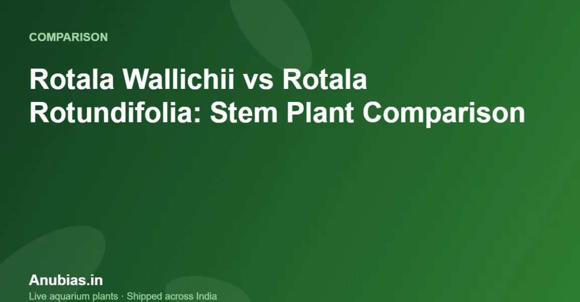 Rotala Wallichii vs Rotala Rotundifolia: Stem Plant Comparison – Anubias.in
