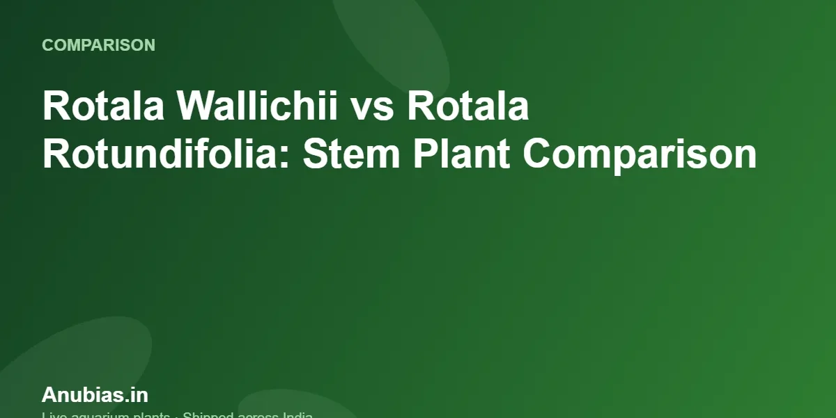 Rotala Wallichii vs Rotala Rotundifolia: Stem Plant Comparison – Anubias.in
