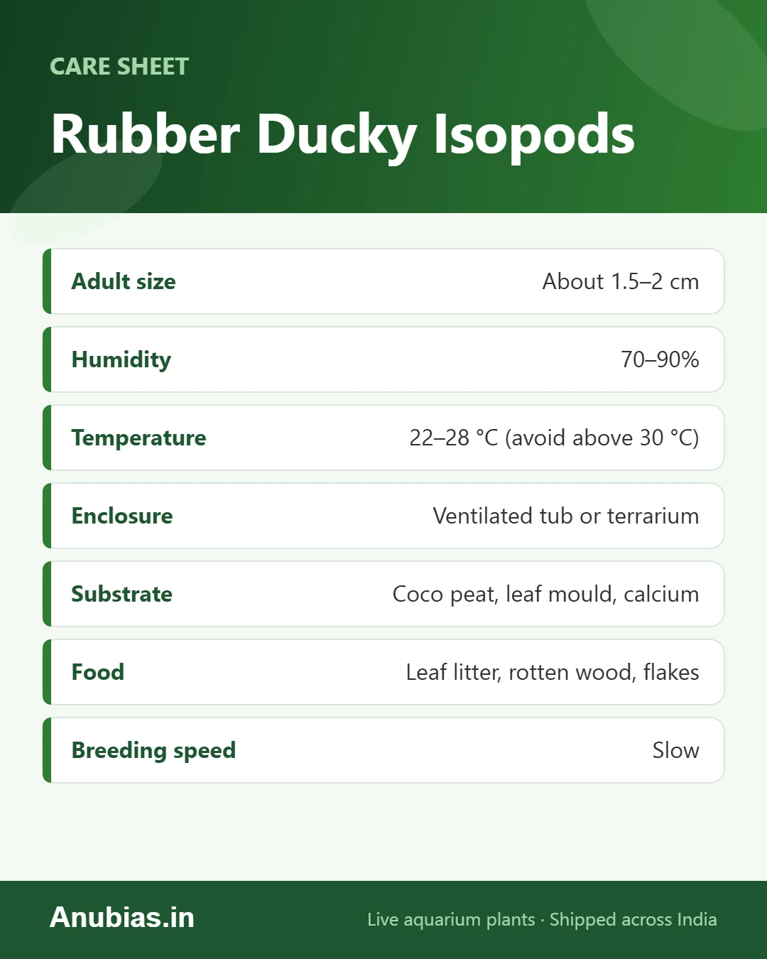Rubber Ducky Isopods care sheet: Adult size, Humidity, Temperature, Enclosure and more