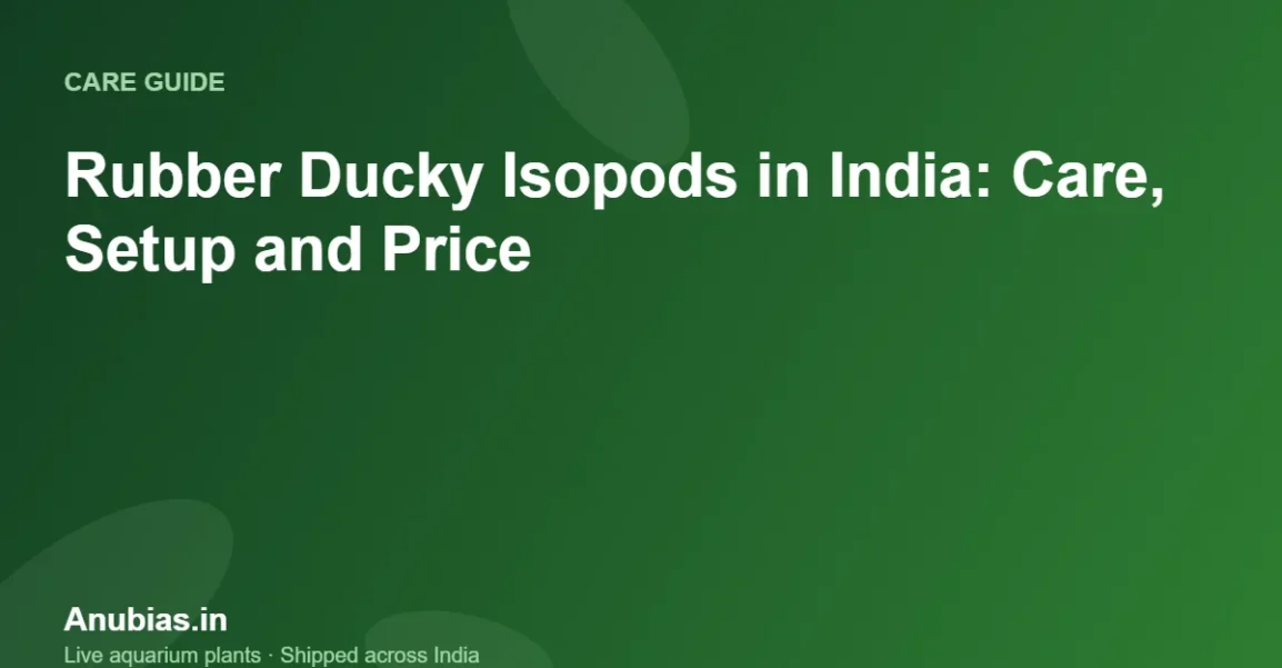Rubber Ducky Isopods in India: Care, Setup and Price – Anubias.in