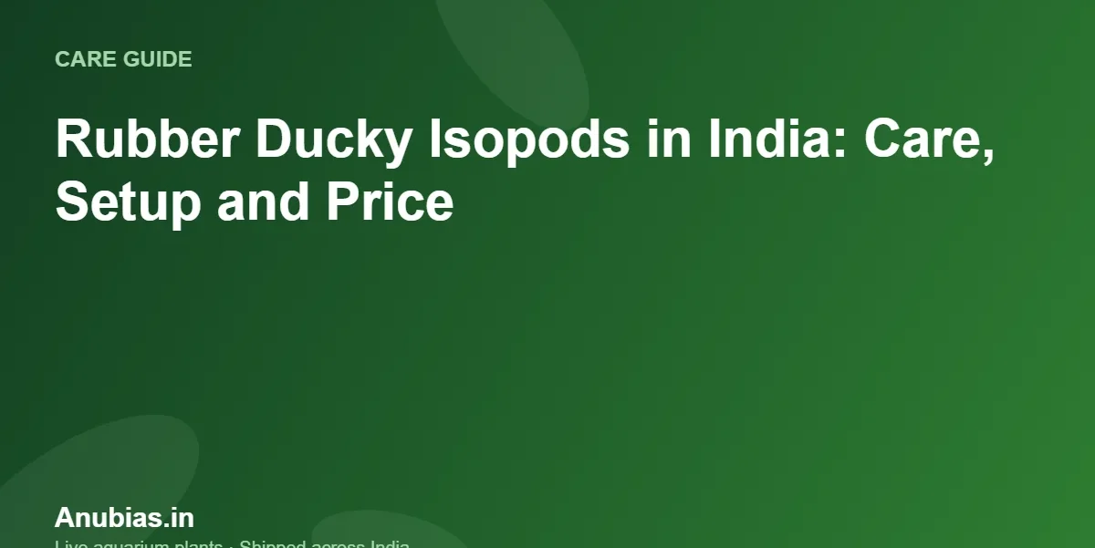 Rubber Ducky Isopods in India: Care, Setup and Price – Anubias.in