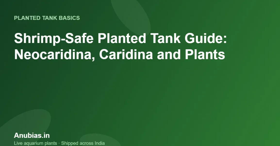 Shrimp-Safe Planted Tank Guide: Neocaridina, Caridina and Plants – Anubias.in