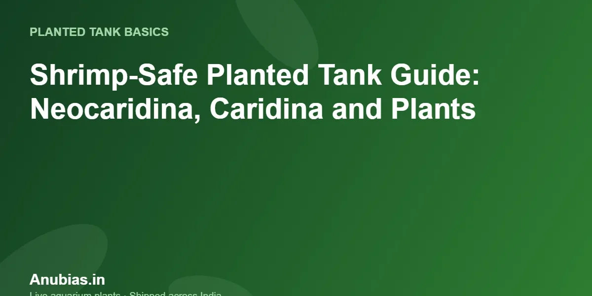 Shrimp-Safe Planted Tank Guide: Neocaridina, Caridina and Plants – Anubias.in
