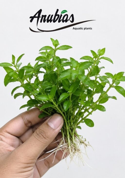 Staurogyne Repens