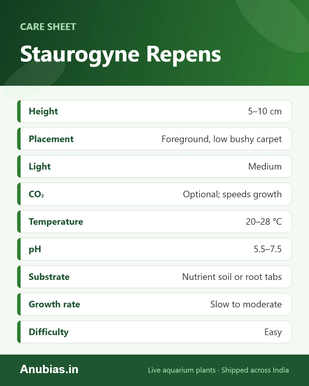Staurogyne Repens care sheet: Height, Placement, Light, CO₂ and more