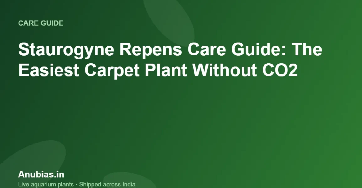 Staurogyne Repens Care Guide: The Easiest Carpet Plant Without CO2 – Anubias.in
