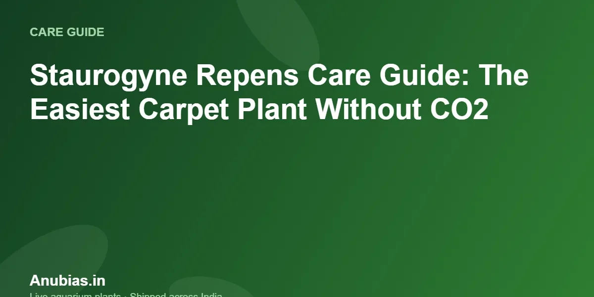 Staurogyne Repens Care Guide: The Easiest Carpet Plant Without CO2 – Anubias.in
