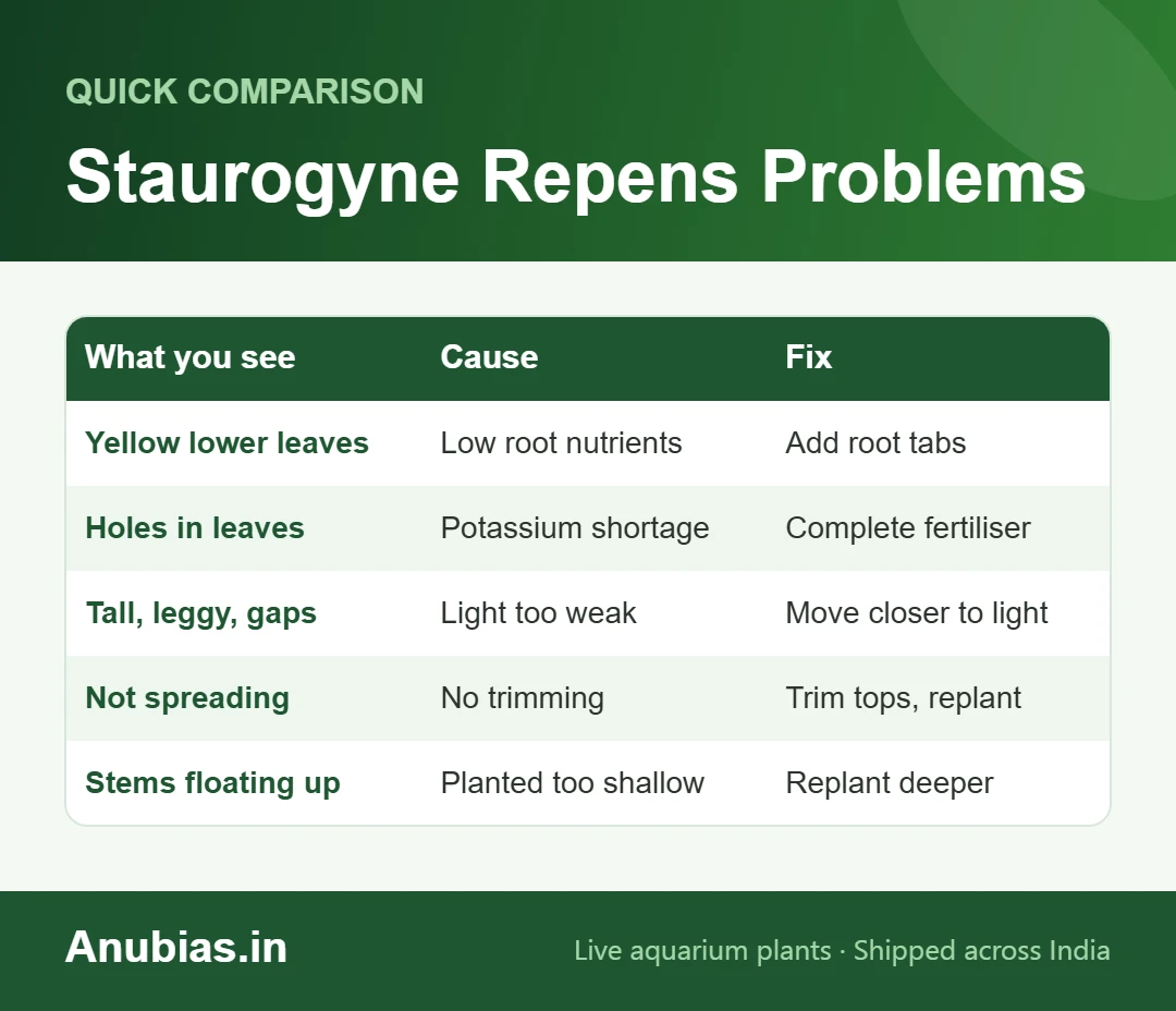 Staurogyne Repens problems chart: yellow leaves, holes, leggy growth, not spreading, floating stems