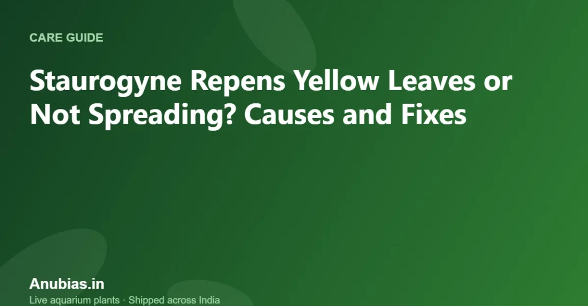 Staurogyne Repens Yellow Leaves or Not Spreading? Causes and Fixes – Anubias.in