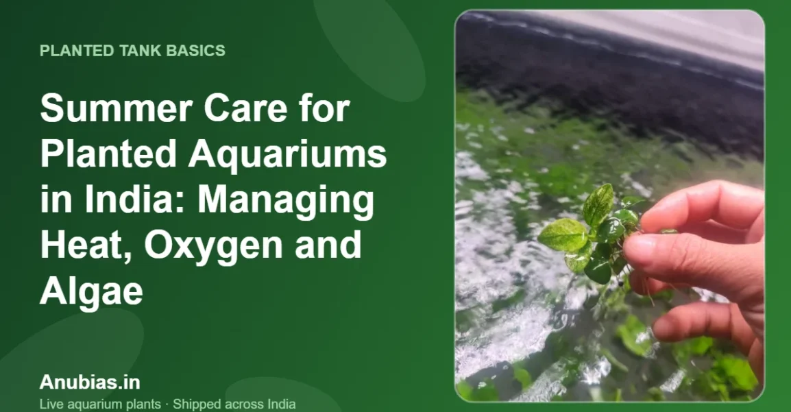 Summer Care for Planted Aquariums in India: Managing Heat, Oxygen and Algae – Anubias.in