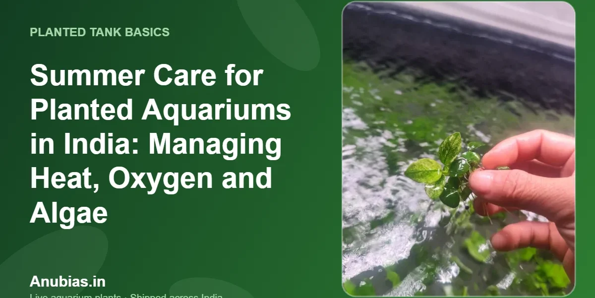 Summer Care for Planted Aquariums in India: Managing Heat, Oxygen and Algae – Anubias.in