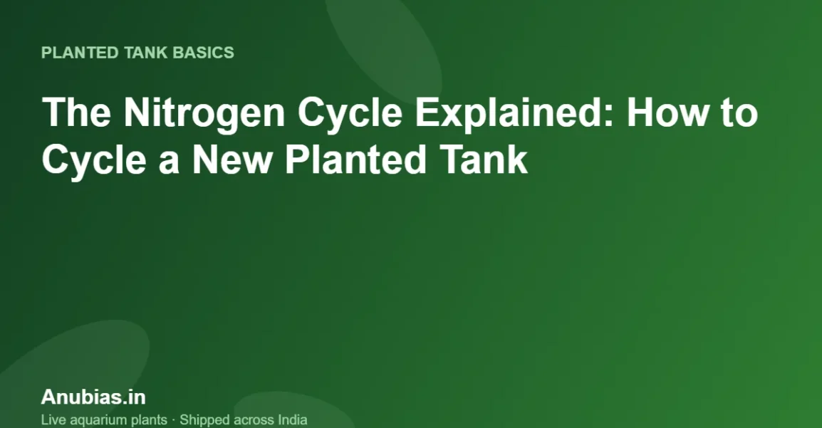 The Nitrogen Cycle Explained: How to Cycle a New Planted Tank – Anubias.in