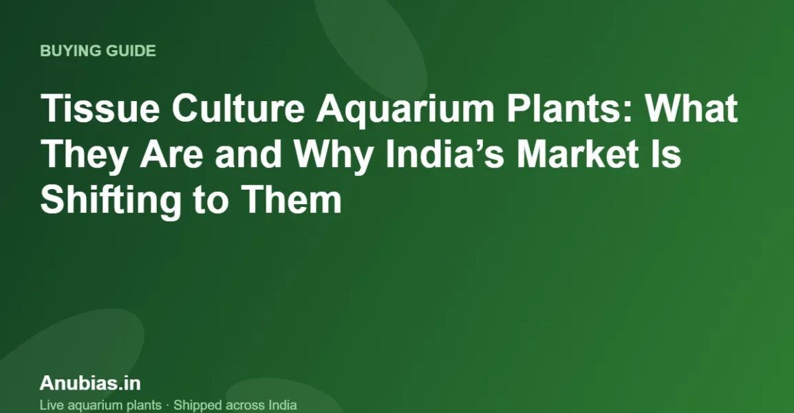 Tissue Culture Aquarium Plants: What They Are and Why India’s Market Is Shifting to Them – Anubias.in