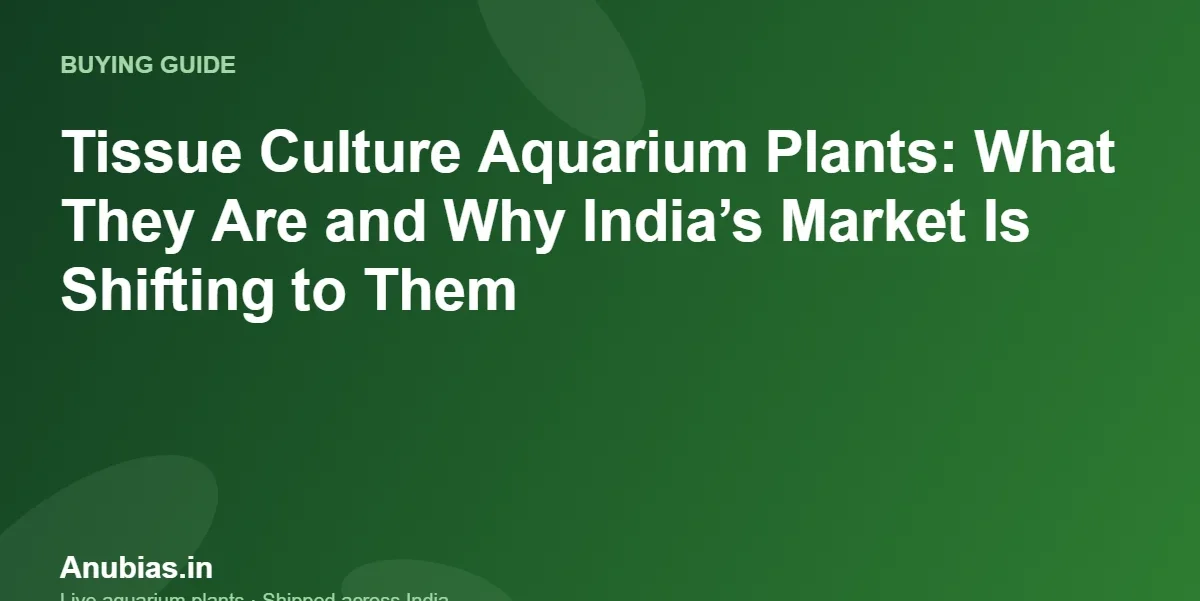 Tissue Culture Aquarium Plants: What They Are and Why India’s Market Is Shifting to Them – Anubias.in